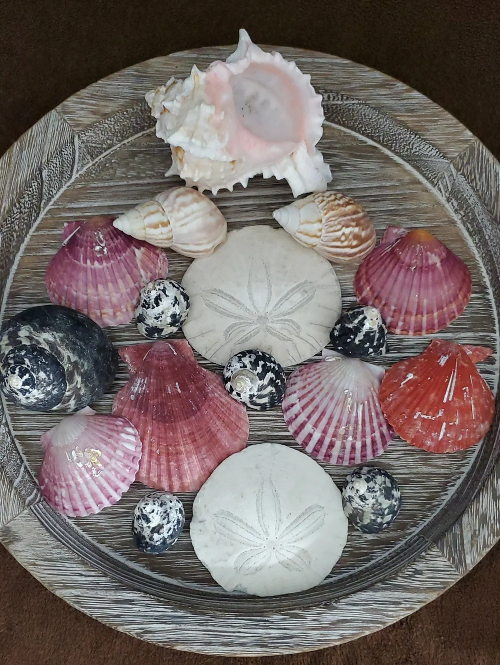 Natural Seashells Pink Murex Seashell Beach Coastal Decor Crafts Nautical